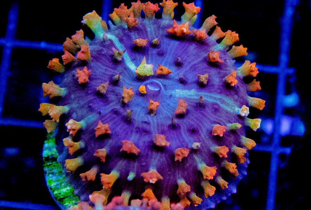 “COVID ‘Shroom”: A very timely coral