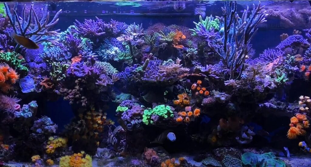 SPS up top, and NPS underneath: Rich Ross's reef tank continues to captivate!