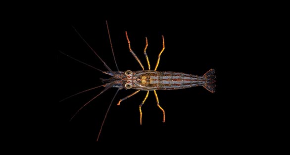 Lysmata jundalini: a captive-bred first from Bocas Mariculture