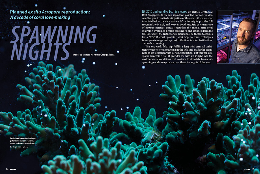 CORAL New Issue “SPAWNING NIGHTS” Inside Look