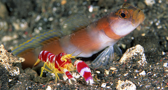 Mystery Reef Species