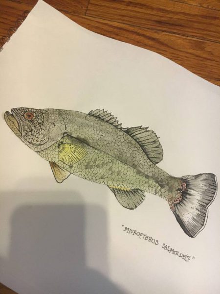 Caitlin Lee's take on Micropterus salmoides, the Largemouth Bass.