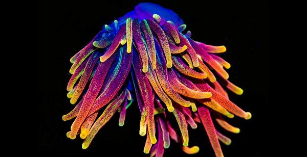 A stunning variety of Bubbletip Anemone from Jason Fox Signature Corals. Learn more about this, and others, in the May/June 2021 issue of CORAL. Image credit: May Fox.