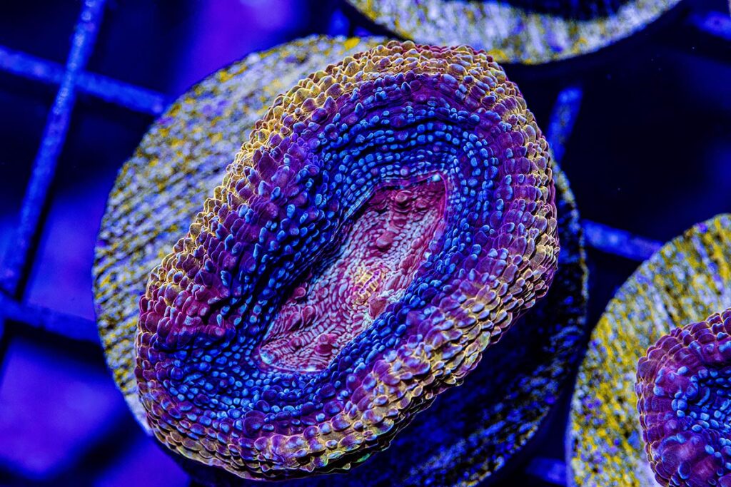 One lucky and creative aquarist who resides in the lower 48 United States, may win a one-polyp frag, similar to the one shown here, from the new and yet-to-be-named Bowerbanki!