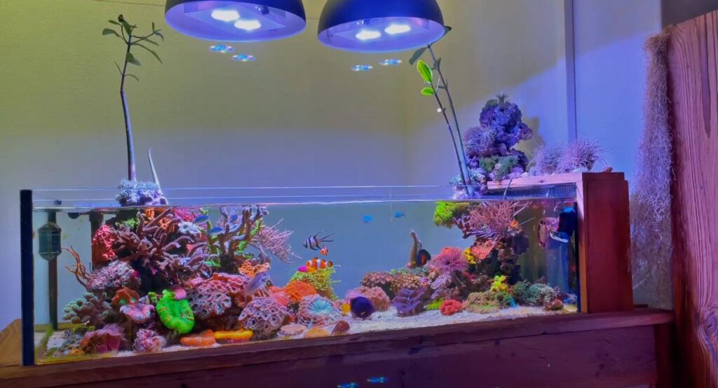 Swiss aquarist Manuel showcases a 45-gallon reef aquarium, proving that a beautiful reef tank is within the reach of any aquarist, regardless of tank size!