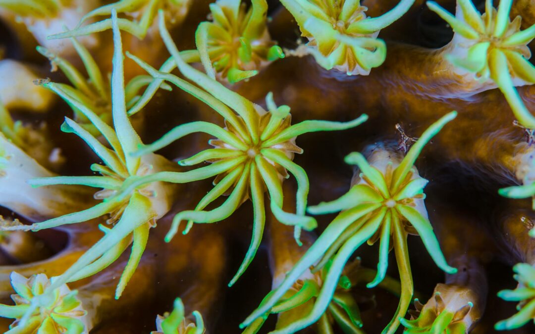 A Thorny Mystery Coral Revealed
