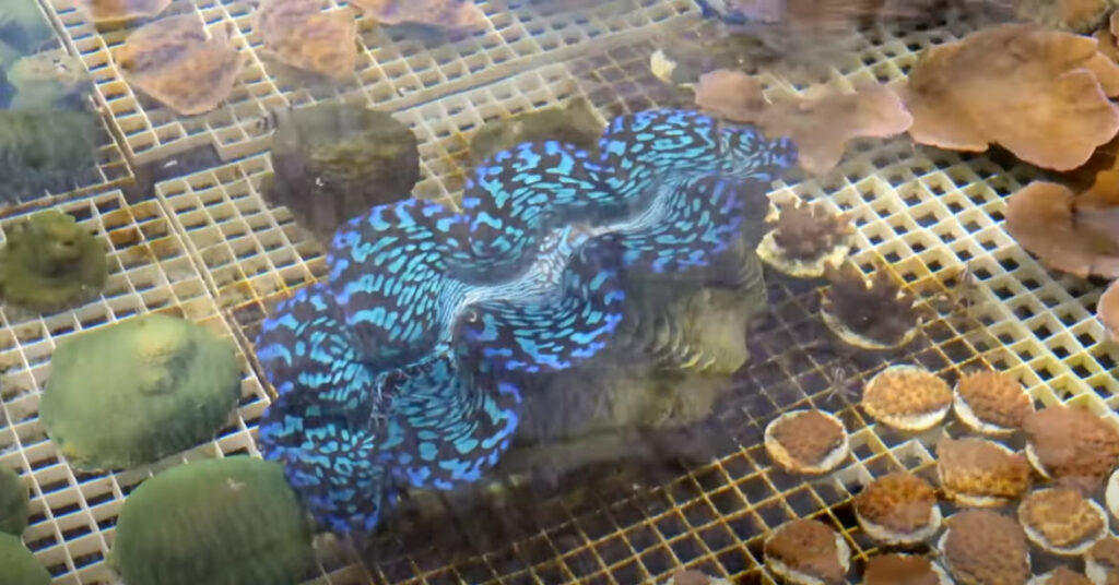An extremely rare hybrid Tridacna (squamosa X maxima) is one of the true standouts from this video.