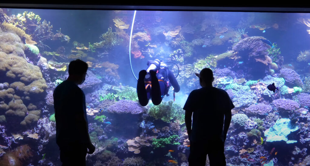 Spectators watch as a diver in the Zoo Rostock reef aquarium clears detritus from the corals and rock with a jet of water. Image from SeaFriendlyReef video.