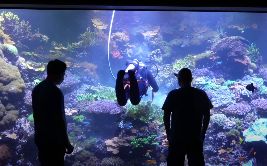 VIDEO: 65,000 L Reef Tank Tour!