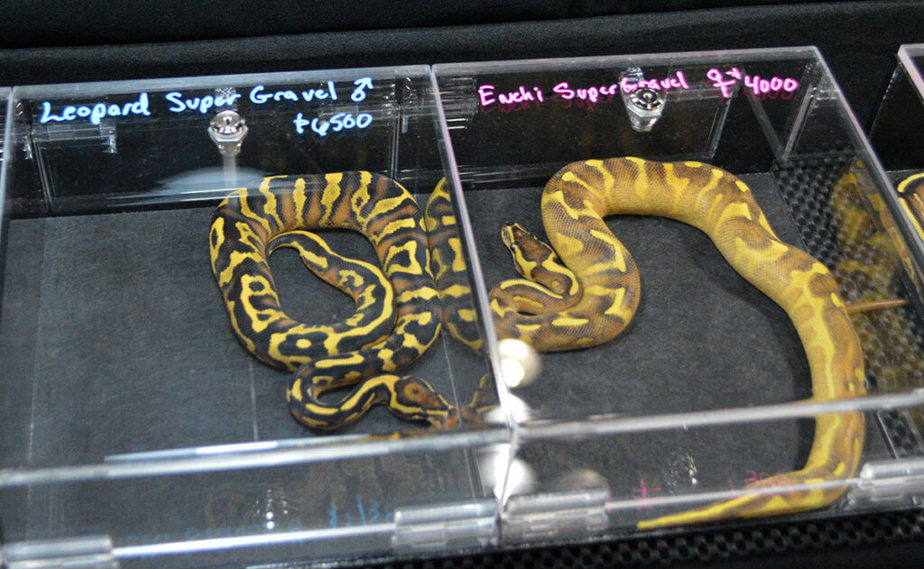 Rare, genetic-based color variations are the tools that breeders use to create new and interesting color varieties of Ball Pythons, and they can fetch princely sums. This process of domestication is no different than what has occurred countless times before, whether dogs, cats, guinea pigs, clownfish, guppies, goldfish, bettas...the list goes on and on.  While on occasion such mutations can lead to health problems, responsible breeders quickly discover these and then breed them out or stop following this line of genetic investigation, and the process of domestication through selective breeding continues. Ball Pythons shown here were photographed at NARBC, March 2019.