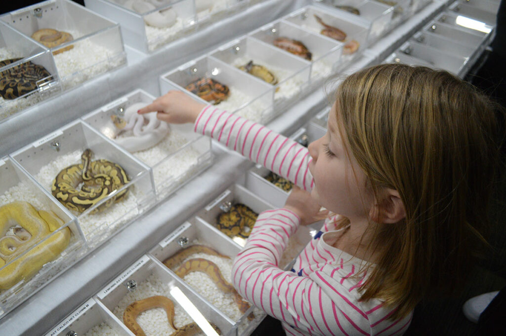 The author's daughter, Audrey Pedersen, gets excited about the many color varieties of captive-bred Ball Pythons on display at the North American Reptile Breeder's Conference (NARBC), held at Tinley Park, Illinois in March 2019.