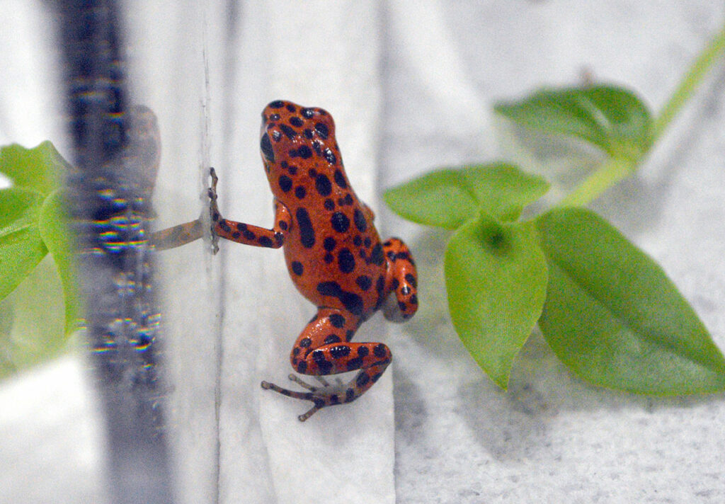 A captive-bred Oophaga pumilo "Bastimentos", produced and being offered by Edgewood Dart Frogs at the 2019 NARBC show in Tinley Park, IL. The international trade in dart frogs is well-regulated by CITES. Nevertheless, all amphibians are swept up in a proposed ban by the city of Winnipeg, Manitoba, Canada.  Image credit: Matt Pedersen 
