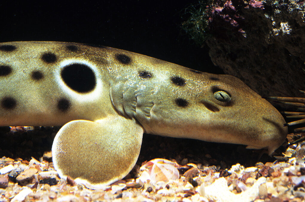 The Epaulette Sharks