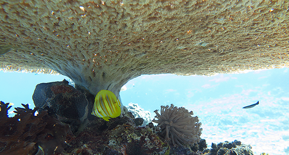 Fast-Lane Corals: Acropora Tables are first responders on damaged reefs