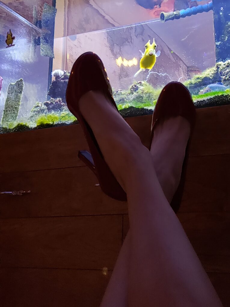 Marine biologist @waterlogged posted a picture of her classic black heels in front of her famous Cowfish named Frank.