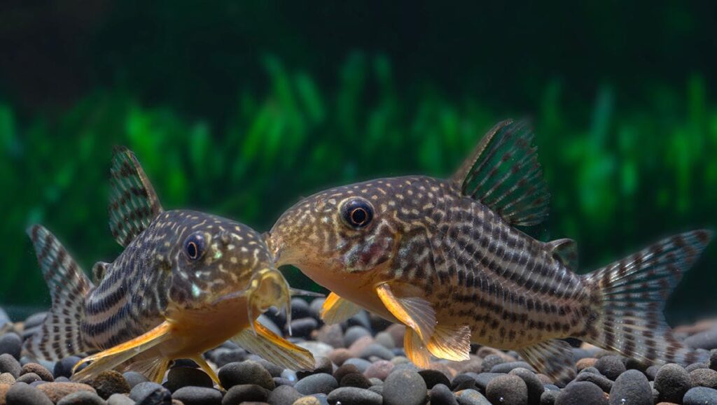 Corydoras sterbai brandish bright orange spines on their pectoral fins, capable of delivering a painful, venomous sting to would-be predators and careless aquarists. Would Winnipeg's venomous animal ban prohibit ownership of ubiquitous aquarium fishes that are, generally speaking, quite benign? Image credit Ron Kuenitz/Shutterstock