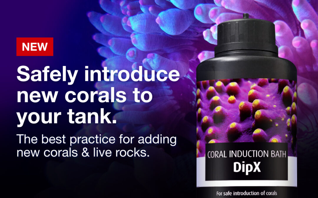 New DipX Coral Bath from Red Sea