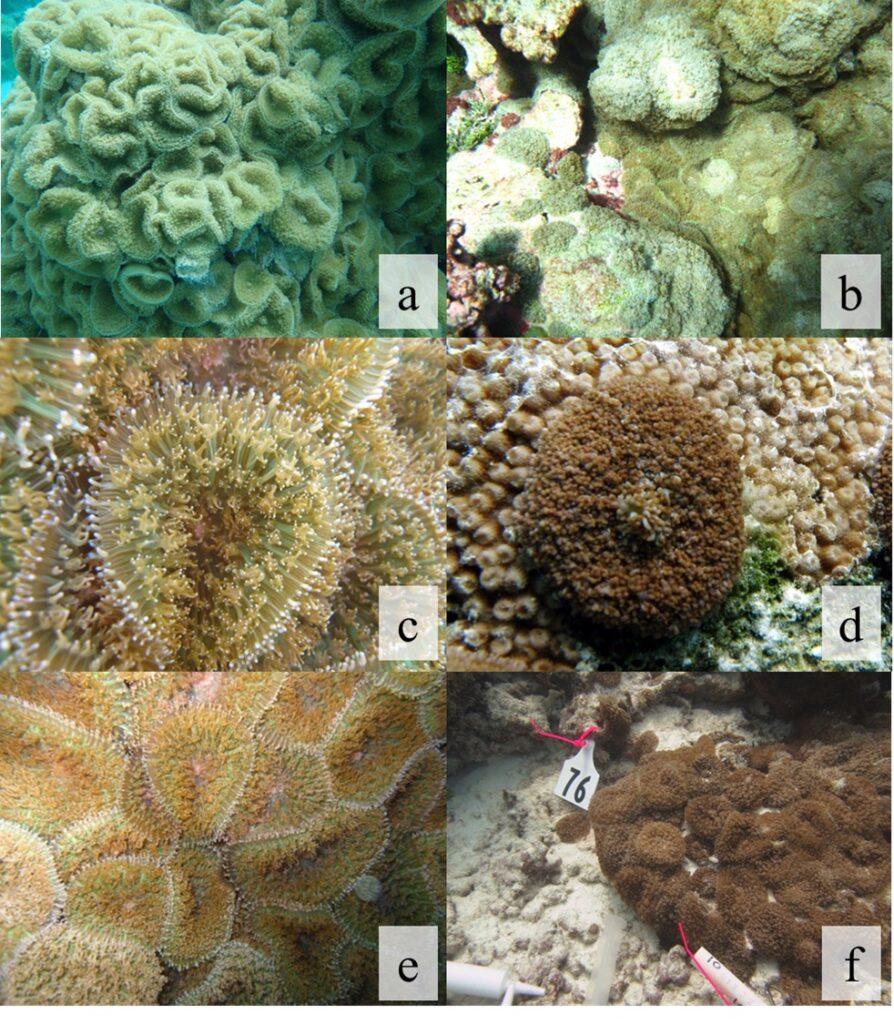 Images of corallimorphs around Palmyra Atoll. The most prominent invader is apparently an unidentified species of Rhodactis, similar to a species found in the waters around Okinawa. Images: University of Hawai'i at Manoa.