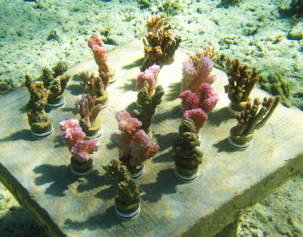 Polyculture cluster of mixed-species coral cuttings (Acropora hyacinthus, Porites rus, and Pocillopora verrucosa) at the beginning of an experiment conducted by American researchers in Mo'orea, French Polynesia. Photo credit: Cody Clements, Georgia Institute of Technology.