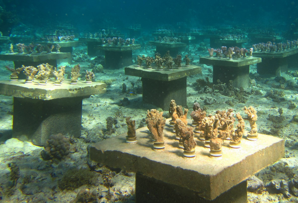 The experimental coral nursery in a back reef lagoon. According to the researchers: "We constructed 48 40-cm by 40-cm cement slabs affixed to the benthos and elevated on cinder blocks to prevent scour by sand or unconsolidated rubble; this elevation mimics the coral presence on raised bommies around our manipulation site. The upper surface of each slab contained a six-by-six grid space in which we embedded 18 upturned bottle caps per plot within every other space. Approximately 8-cm-length branches of A. hyacinthus, Porites rus, and Pocillopora verrucosa were fragmented from colonies in situ and epoxied individually into the cutoff neck of soda bottles, which were then attached to plots at randomized locations by screwing the bottle necks into the upturned caps within each plot (18 corals per plot, 864 corals in total)." Photo credit: Cody Clements, Georgia Institute of Technology.