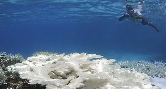 And soon gone? Coral reefs disappearing in many areas.