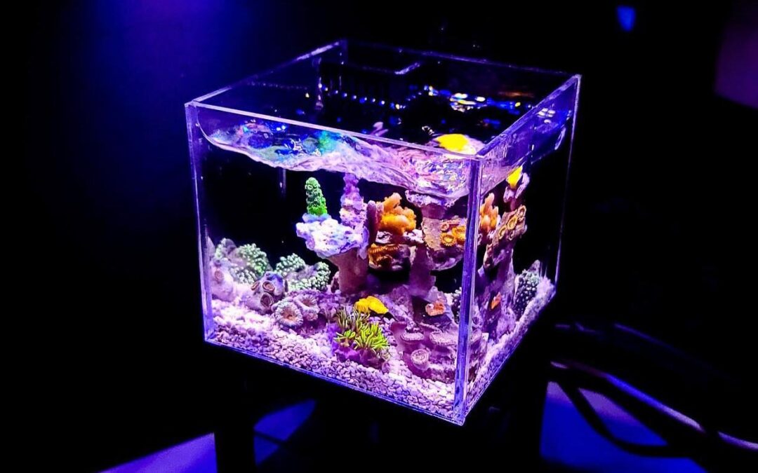 New Micro Reef Tank Systems from PNW Custom