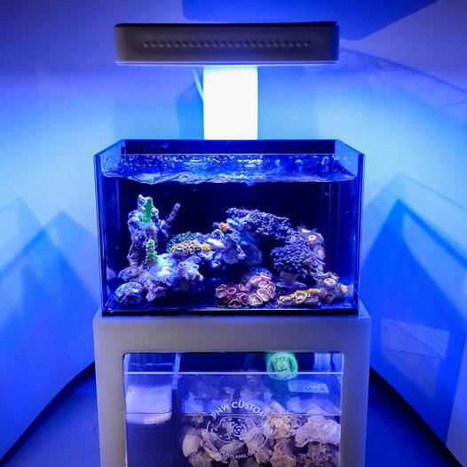 https://www.coralmagazine.com/wp-content/uploads/2021/11/pnw-custom-pico-reef.jpg