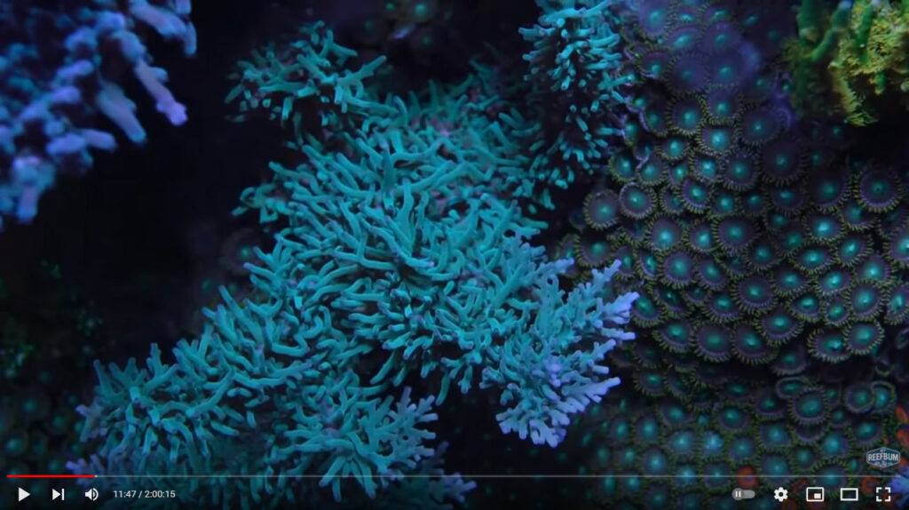 There is no shortage of stunning corals in Berkelhamer's 187-gallon reef aquarium.