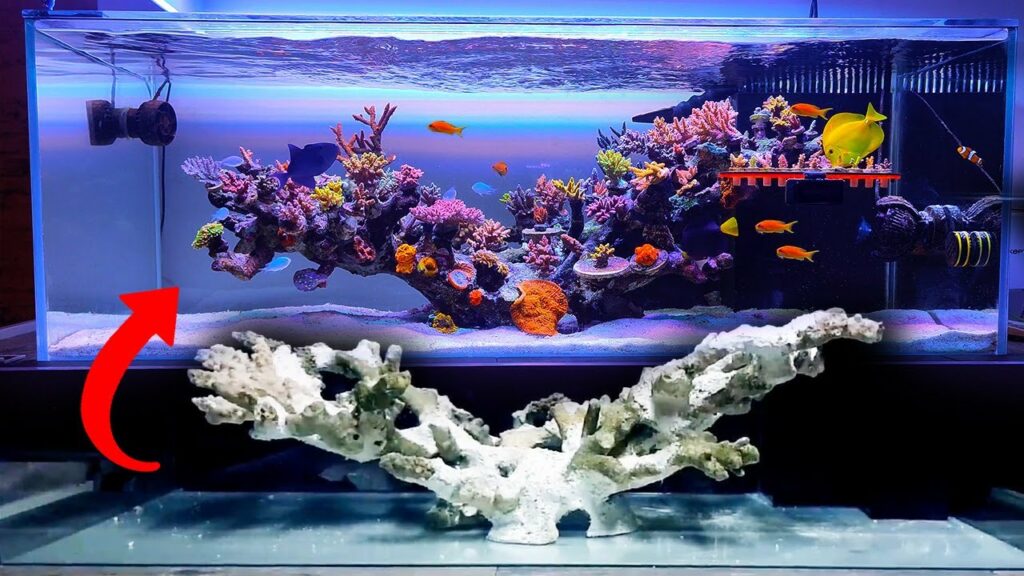 From beautiful bare bones to a thriving reef poised for greatness. Check out the 100-gallon reef aquarium of Charle_ShallowReef!