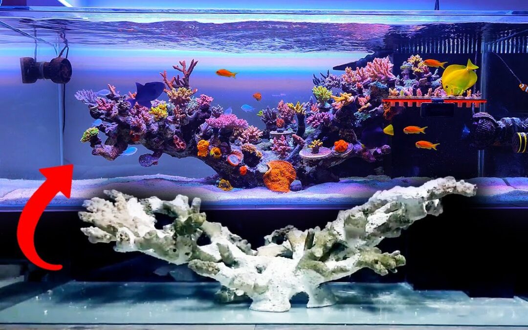 VIDEO: Beautiful Floating Reef Tank with Room To Grow!