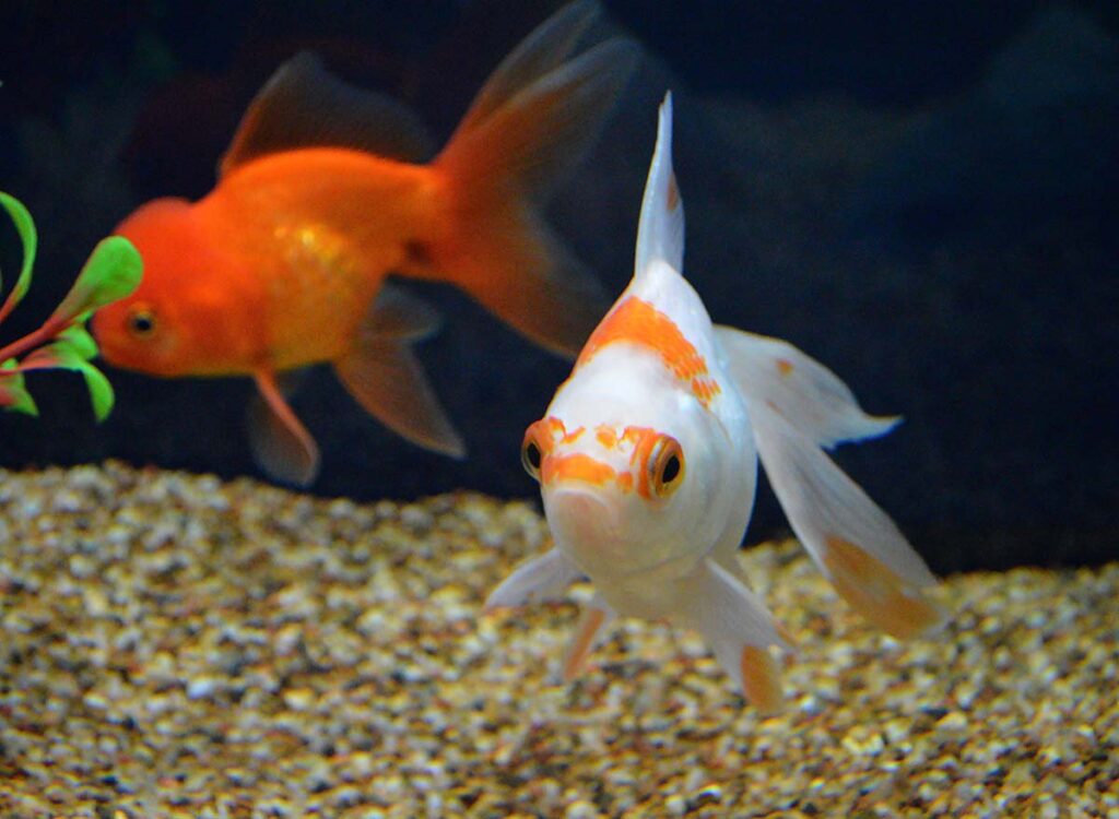 While freshwater aquariums and fish were in the minority, they were certainly present if you slowed down and paid attention. These goldfish appeared to enjoy their 60-gallon breeder aquarium, even if only a temporary display for the show.
