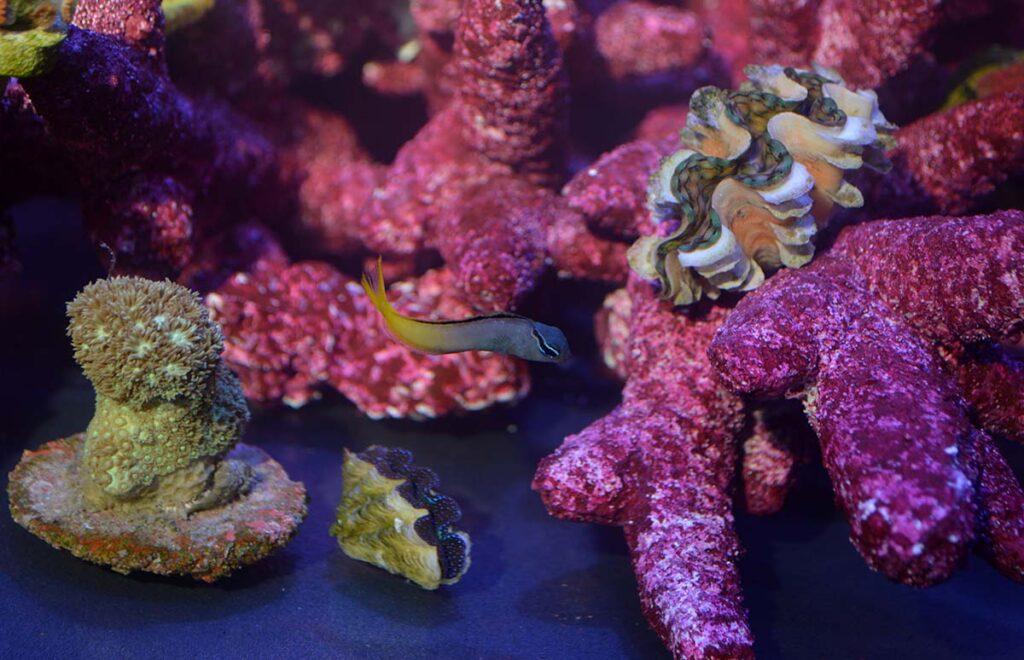 Nothing was taken directly from the reef in this Biota Aquariums display; 100% aquacultured coral, Tridacna claims, and Forktail Blenny, Meiacanthus atrodorsalis.