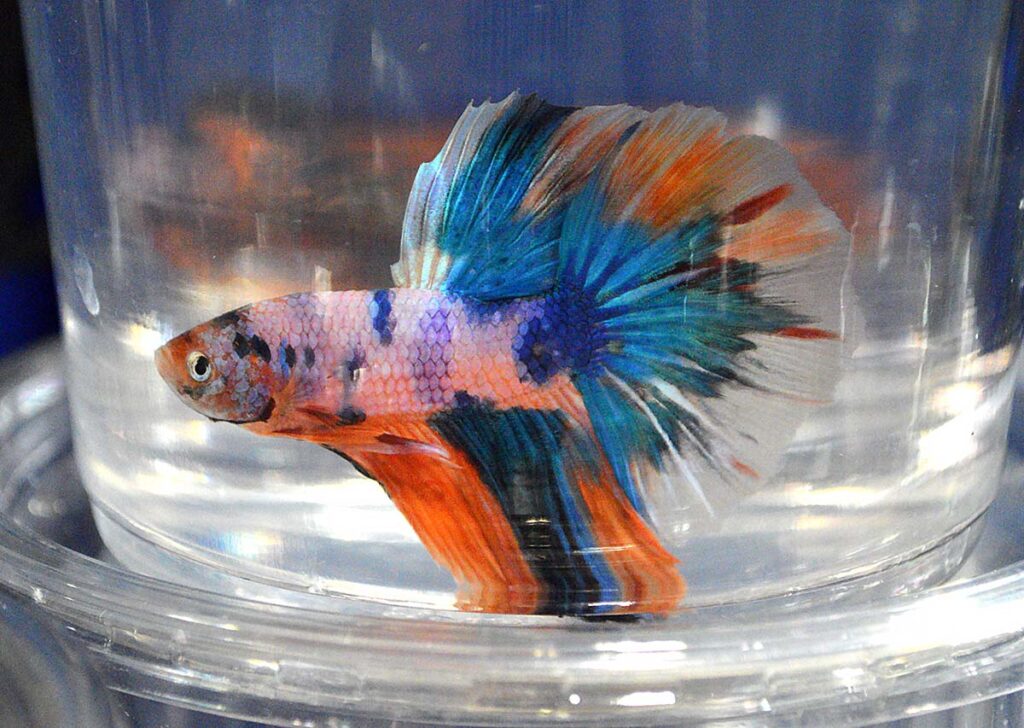 Spangled and splotches, multicolor bettas, have come a long way and had many admirers.