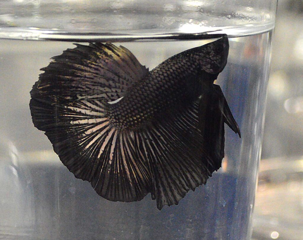 This monochromatic betta was a show-stealer.