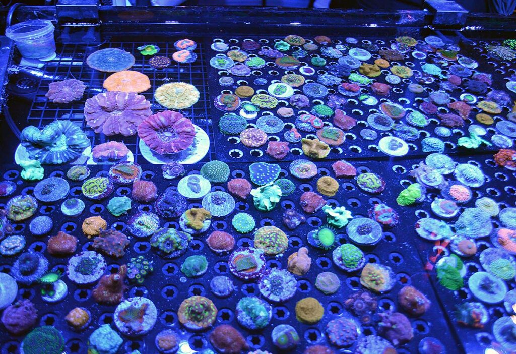 There was truly no shortage of corals at the Aquatic Expo.