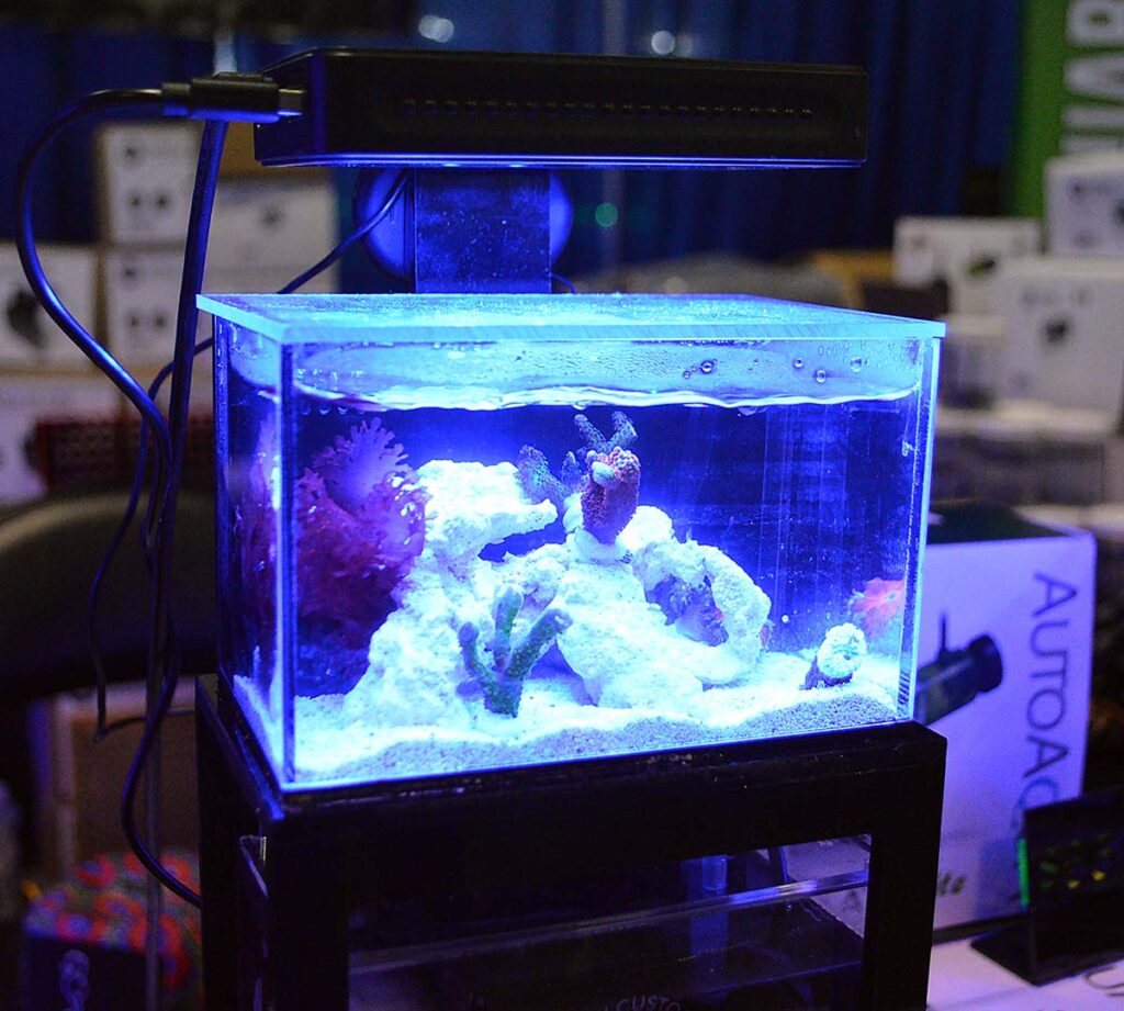 The amazing desktop reef tanks from PNW Custom are super tiny and fully functional!