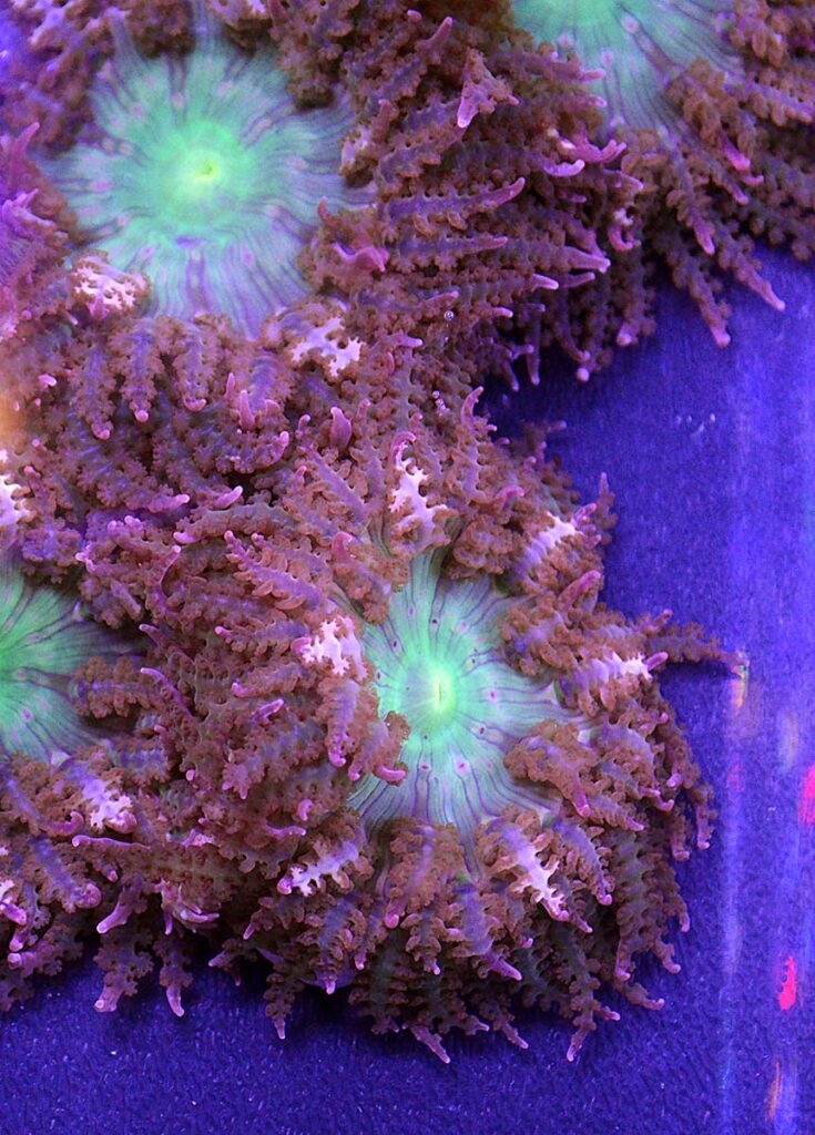 Interesting anemones were encountered at the show. These may have been offered by Frost Corals, but we can't be 100% certain.
