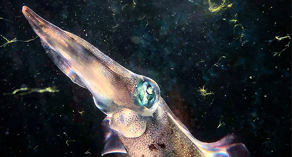 VIDEO: Color Changing Squid!