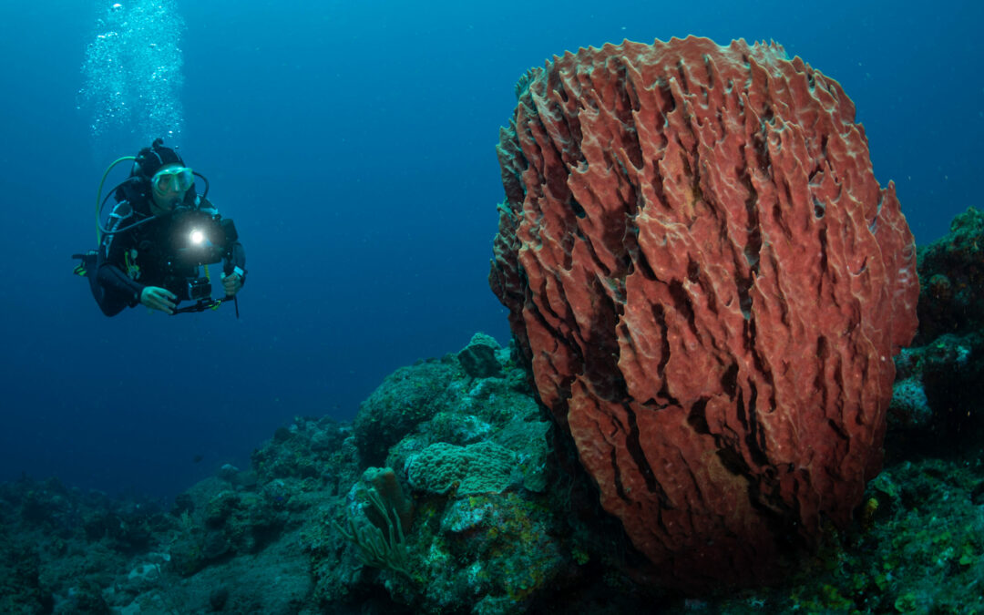 Reef Sponges as Genomic Time Machines