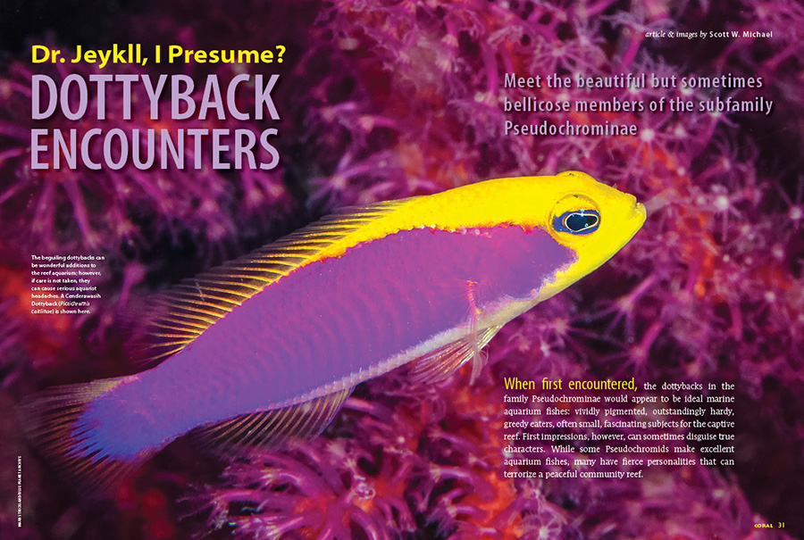 CORAL New Issue “DOTTYBACKS” Inside Look
