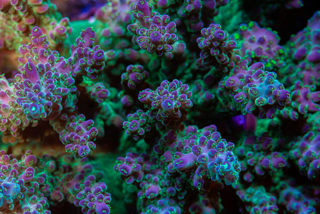 The Unique Corals Masterpiece Valida, as featured in the May/June 2022 issue of CORAL Magazine. Photographer: Diego Sanchez/Unique Corals
