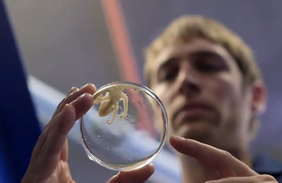 VIDEO: Cephalopod Aquaculture at the Marine Biological Laboratory