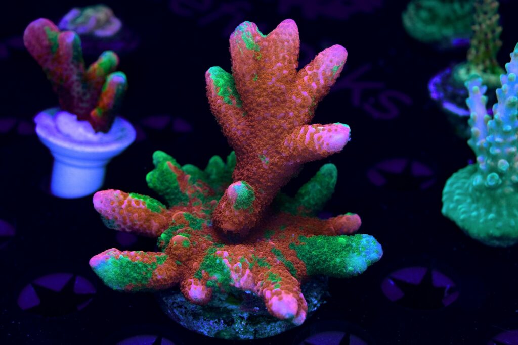 The answer: Eye Catching Corals' Slime Time Grafted Montipora digitata, grown by Reefworks Corals and photographed by Michael Vargas.