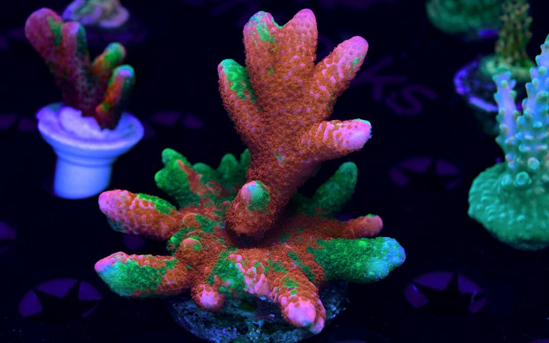 Mystery Coral: June #2, Demystified!