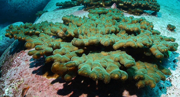 Reef Migrants: Science asks if roving corals are invaders or climate refugees