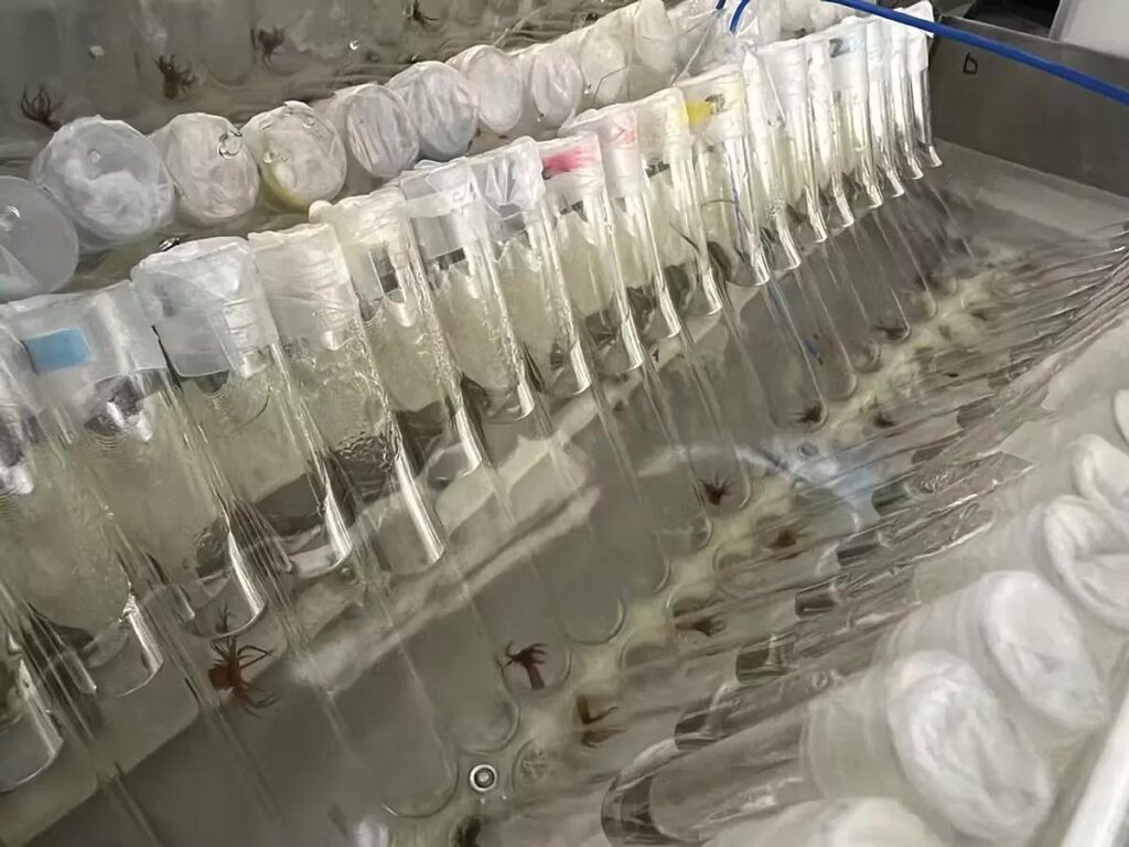 Rows of test Aiptasia-type anemones in Stanford lab. Image credit: Djordje Vuckovic/Stanford University