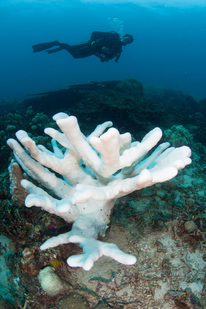 Coral bleaching in Indonesia. Image credit: Ethan Daniels/Shutterstock