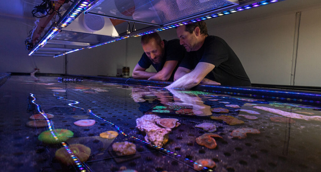 A look inside the Living Coral Biobank Project,  where currently 33% of the coral species found on the Great Barrier Reef have been gathered in a modern-day ark. Image credit: Martin Stringer
