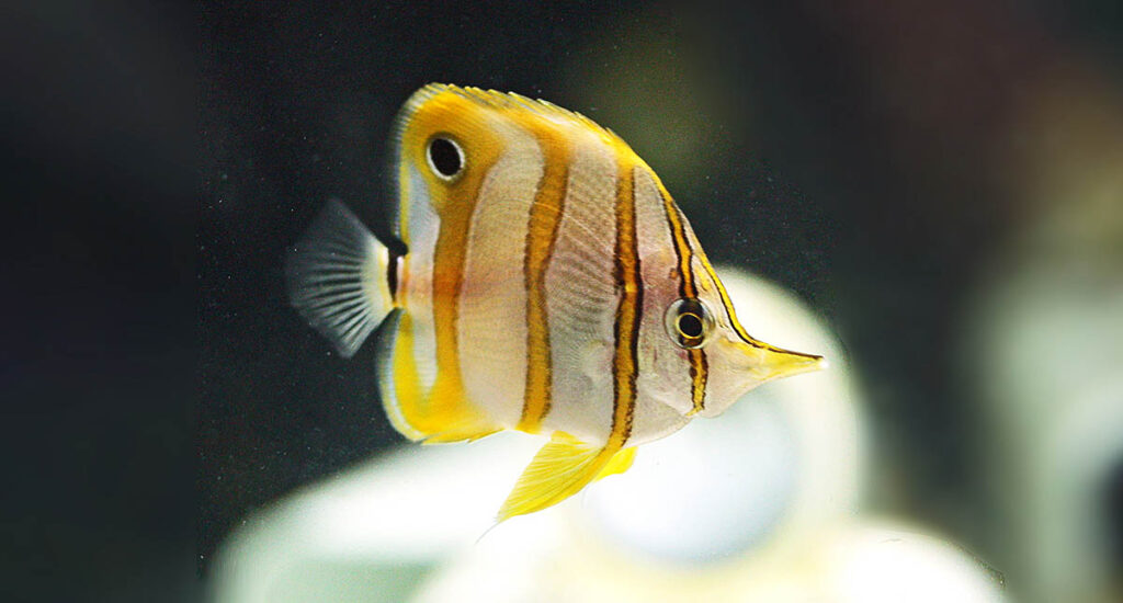 A 1-year-old captive-bred Copperband Butterflyfish residing at the IRREC research facility in Florida.