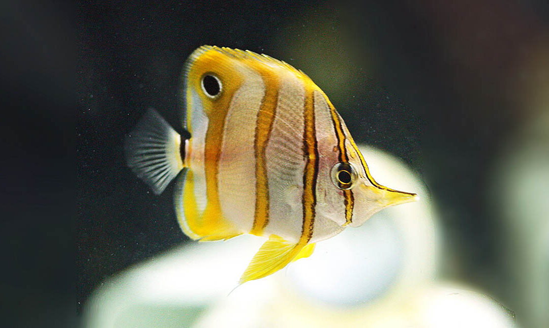 VIDEO: 100 Captive-Bred Copperband Butterflyfish Distributed